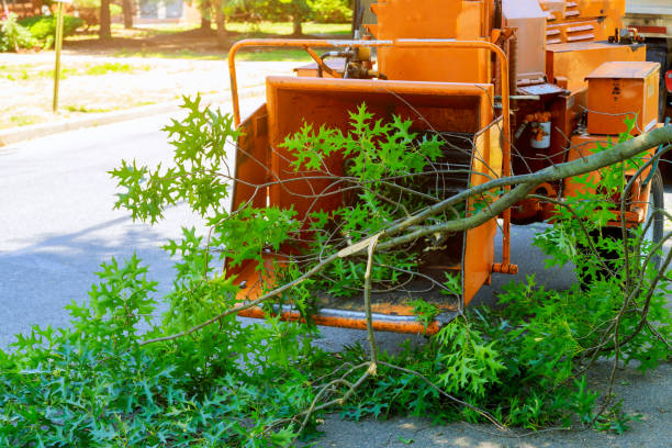 The Steps Involved in Our Tree Care Process in Marion, VA